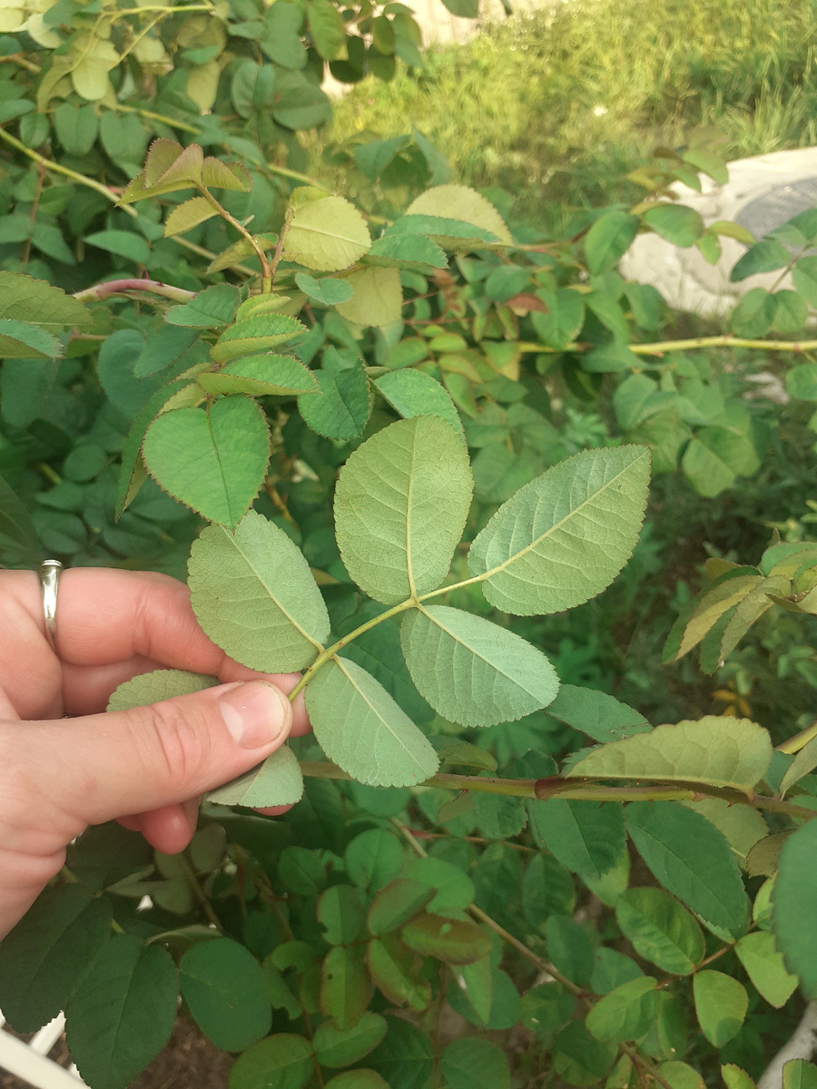 Оставила только здоровые