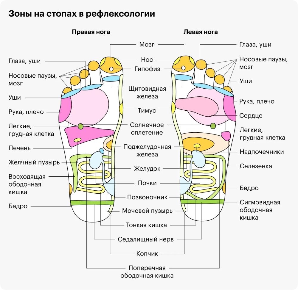 Проекции внутренних органов на стопах человека. 