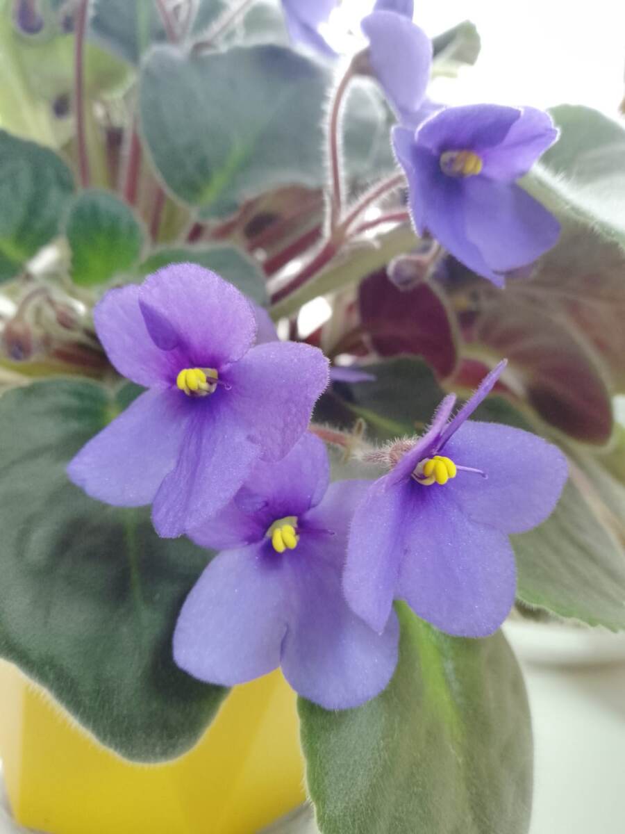 Для красоты.