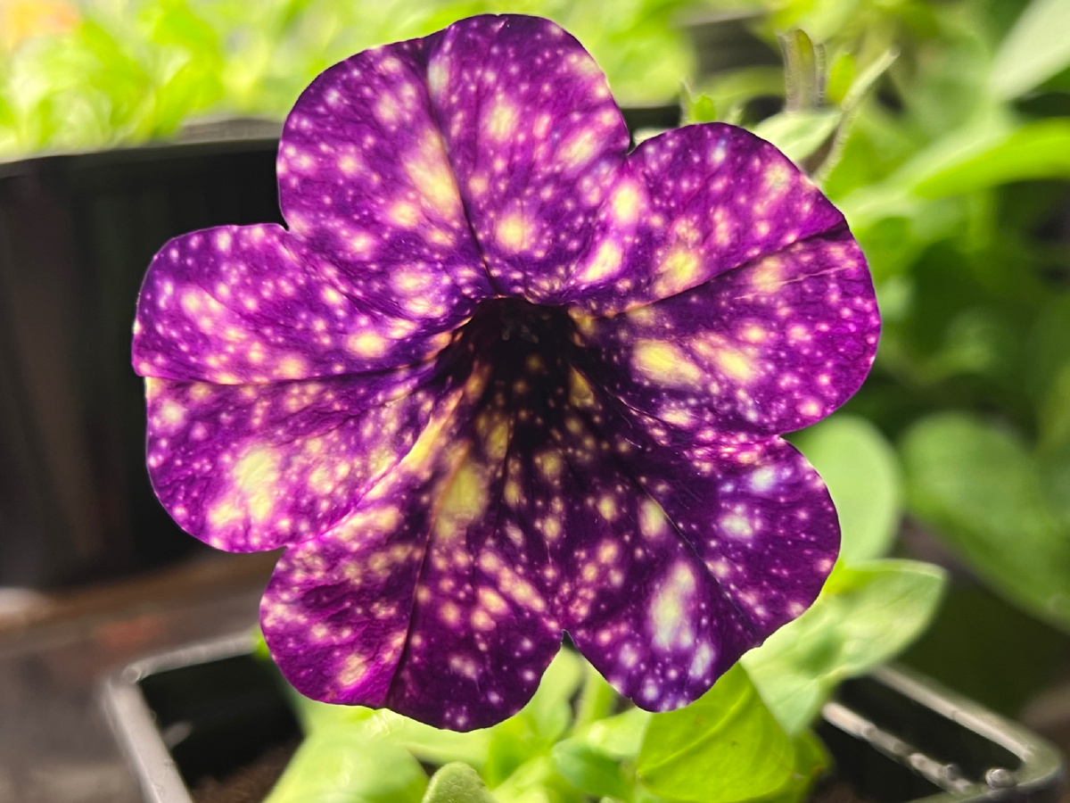 Петуния сорта Спеш Денс Маджента Мамбо.