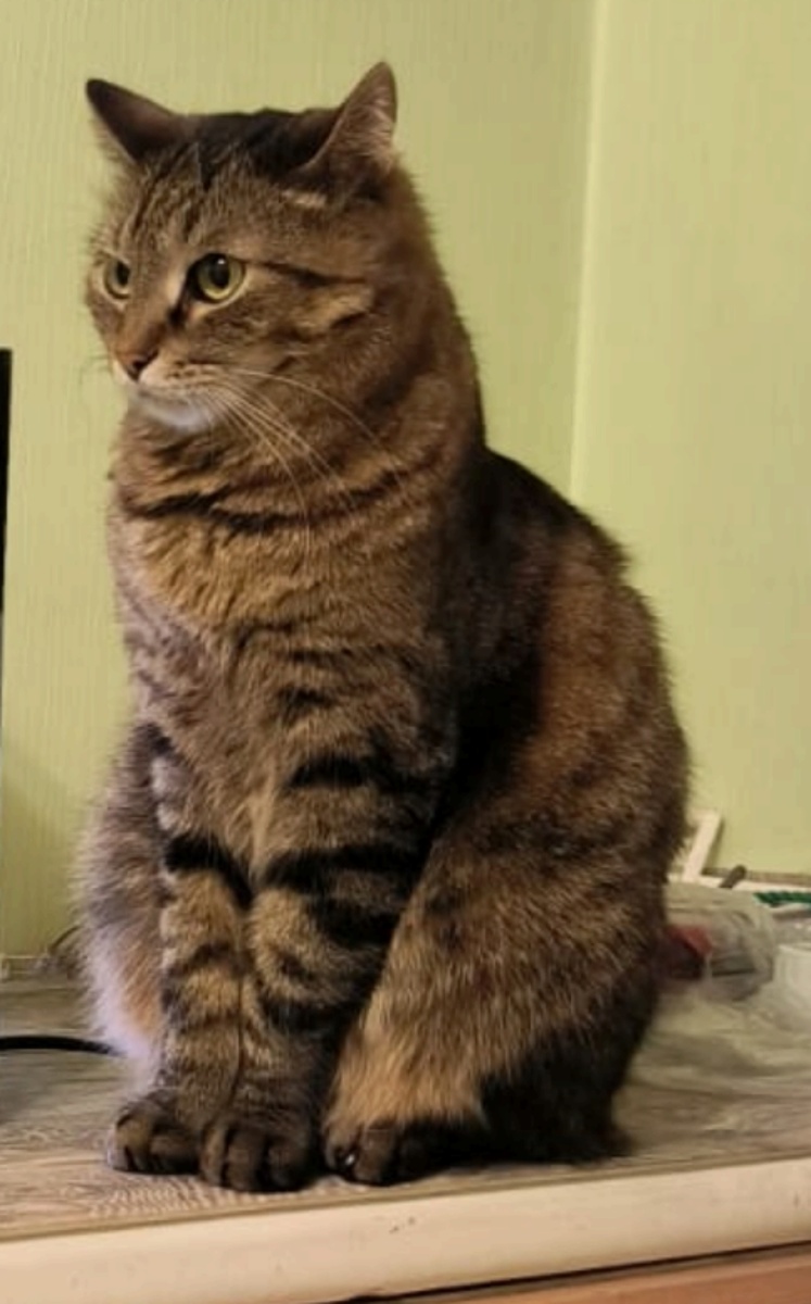 Разрешаю скачать фото пушка. БЕСПЛАТНО 