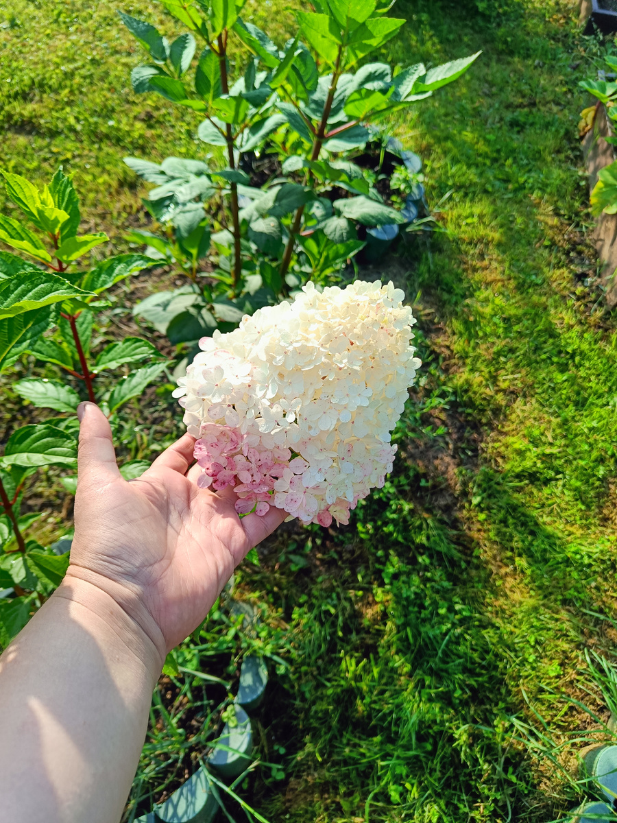 Ванилла Фрайз