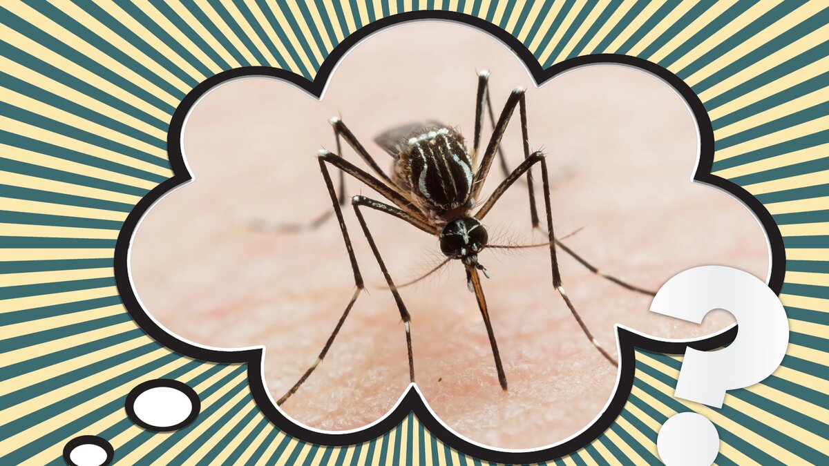 укус комара