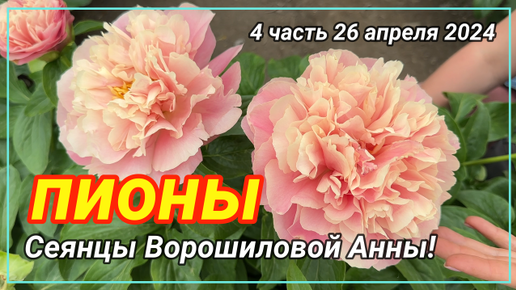 Цветение сеянцев пионов Ворошиловой А.Б. в 2024 году. Часть 4 / Сад Ворошиловой