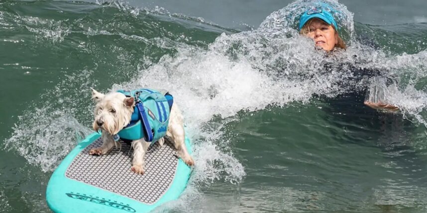    Иногда хозяева не удерживались на сёрфе, а вот их питомцы – ещё как! World Dog Surfing Championships