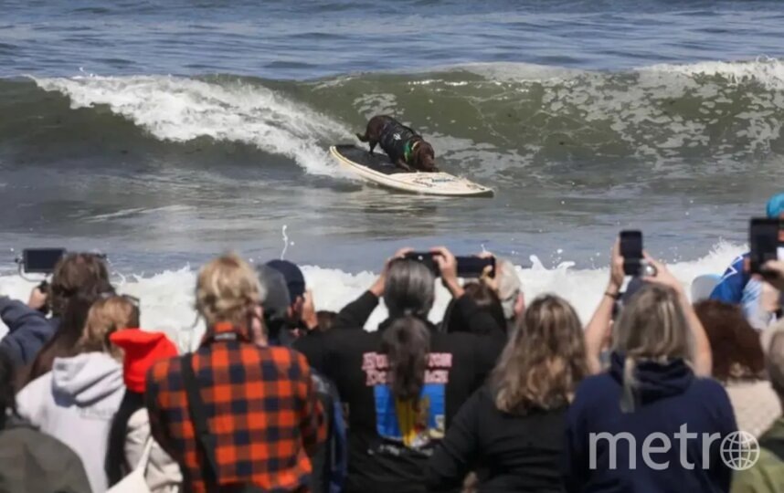    Лабрадор по кличке Какау – победитель. World Dog Surfing Championships