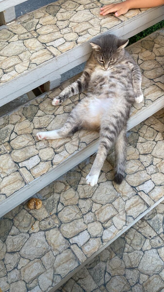 Фото котика, объевшего котлетами на ступеньках столовой