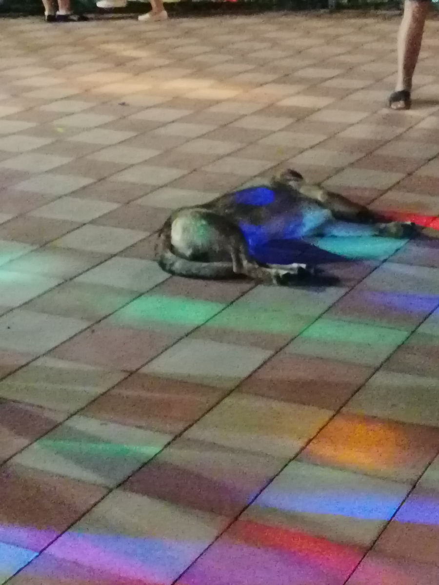 Собака на танцплощадке