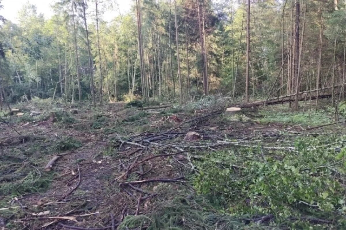    Нижегородский минлесхоз подтвердил гибель леса в Городецком районе