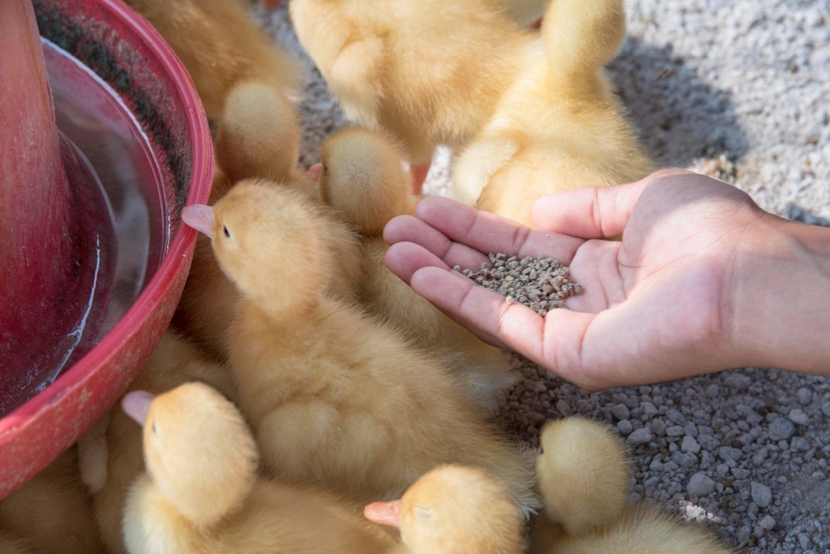 Комбикорм для уток