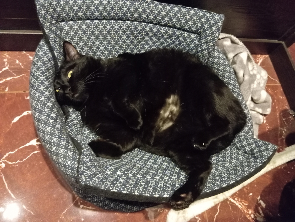 Кот Тихон.