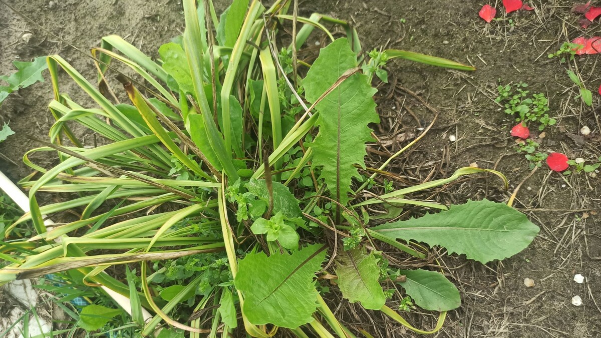 Вот таких засланцев целый огород