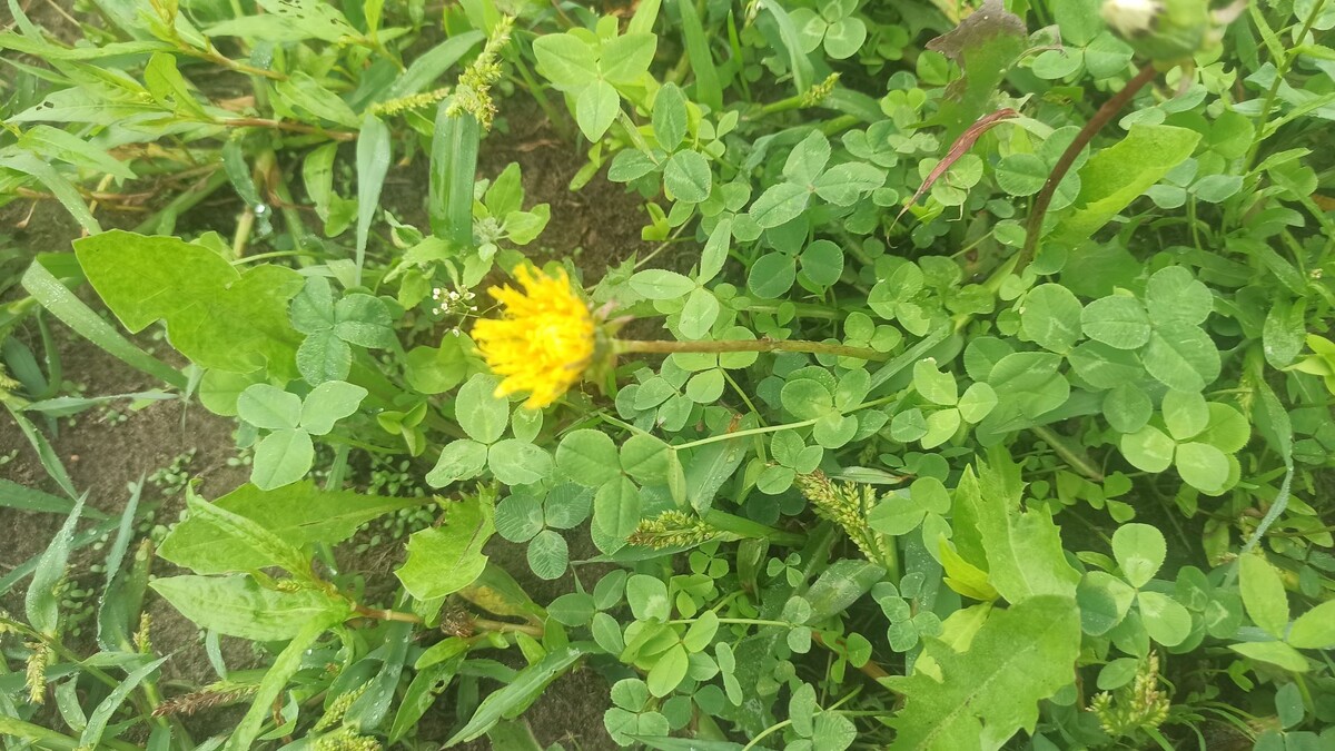 Одуванчик цветет не только в мае. В августе тоже может.