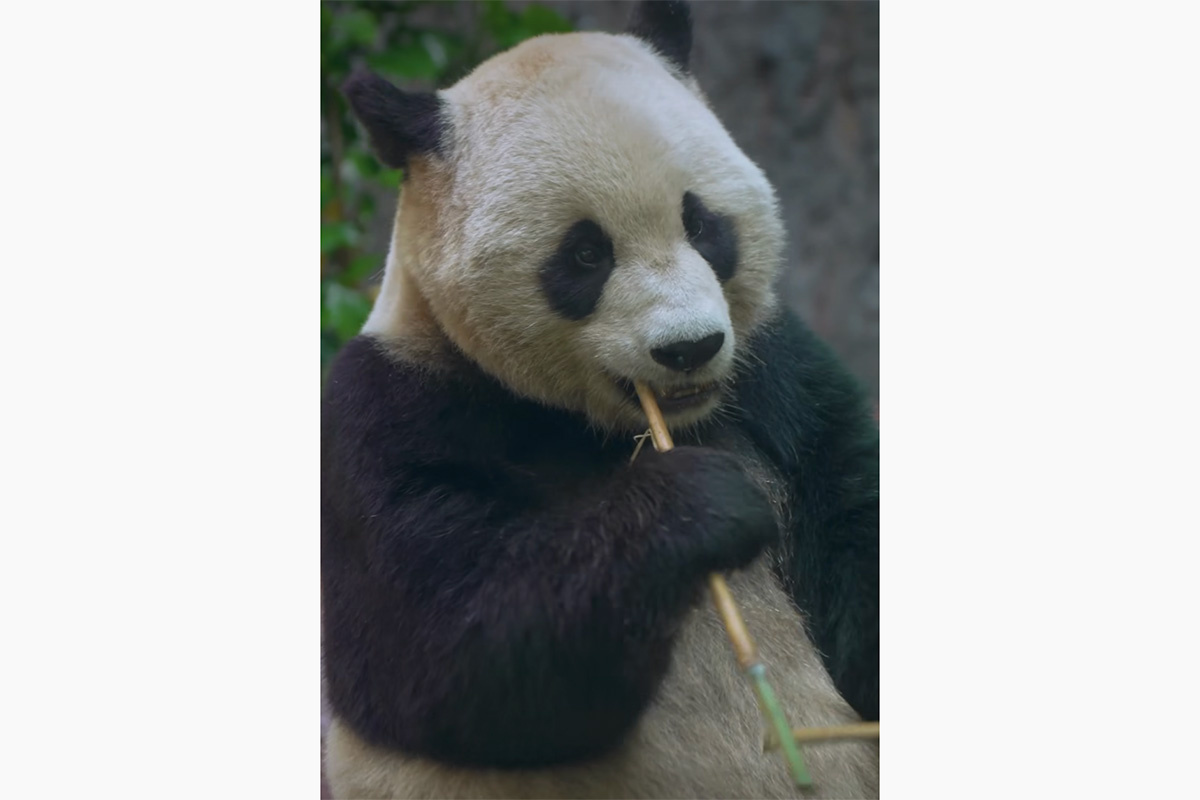 SanDiegoZoo / Facebook (входит в корпорацию Meta, признана экстремистской и запрещена в России)📷Панда Yun Chuan