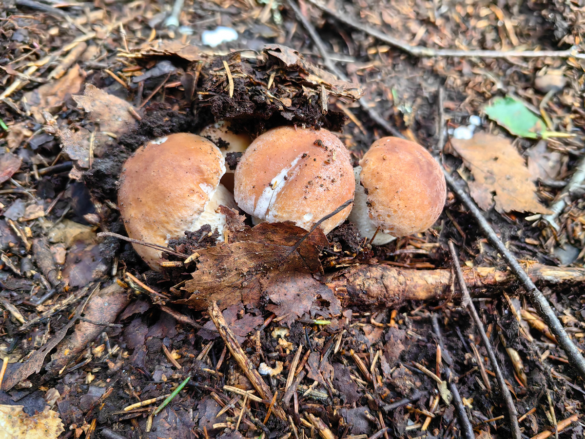 На самом деле там было 5 шт 