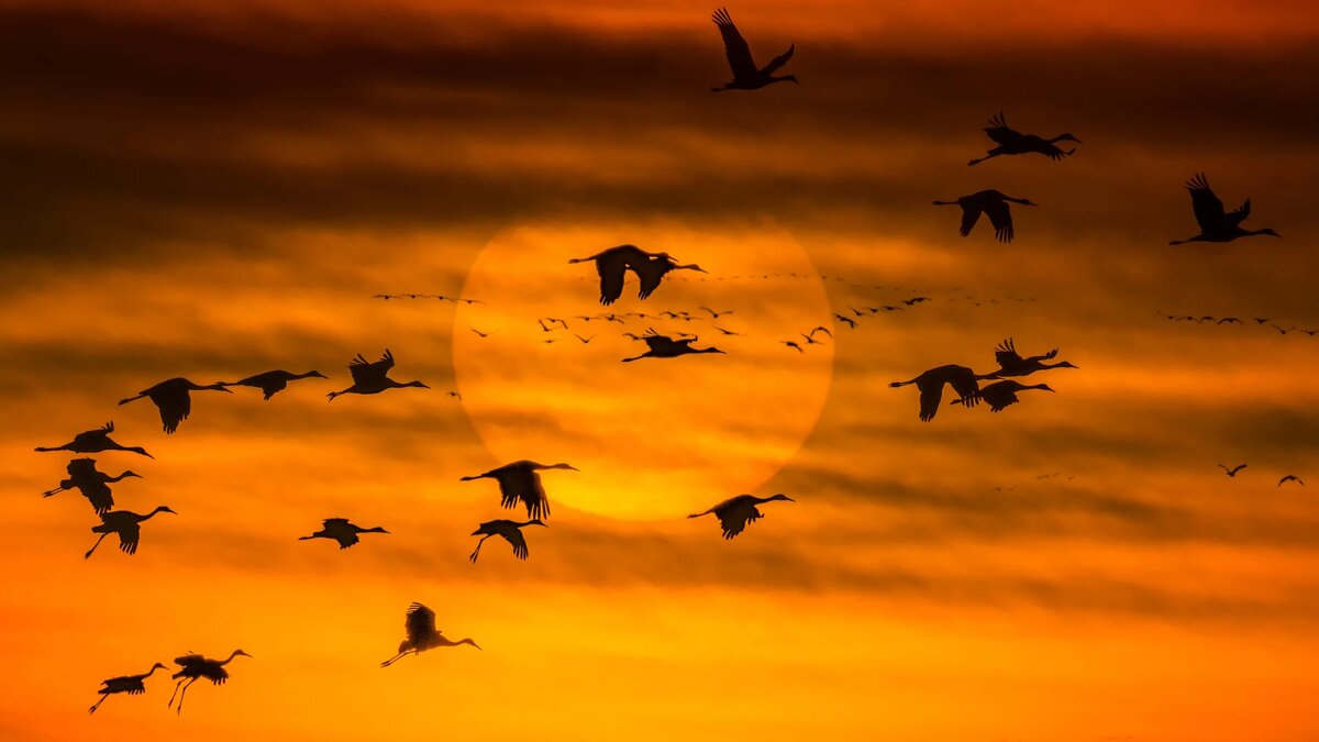 птицы на юг