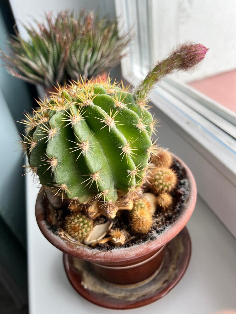 Мы в предвкушении цветения кактуса.