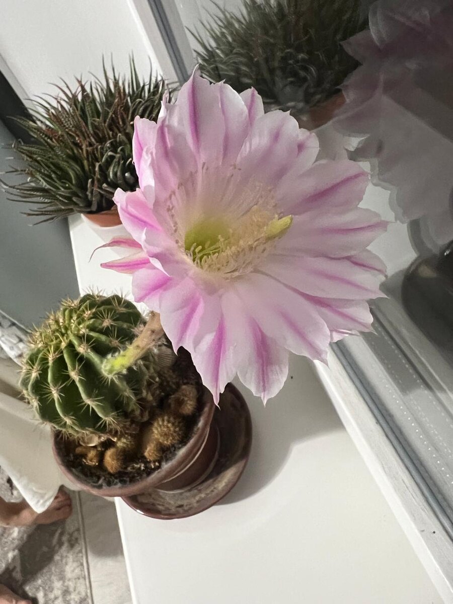 Кажется, совершенно несовместимы само расстение и цветок.