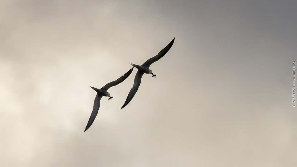 Речные крачки с уловом... © NickFW.ru — 31.07.2024г.