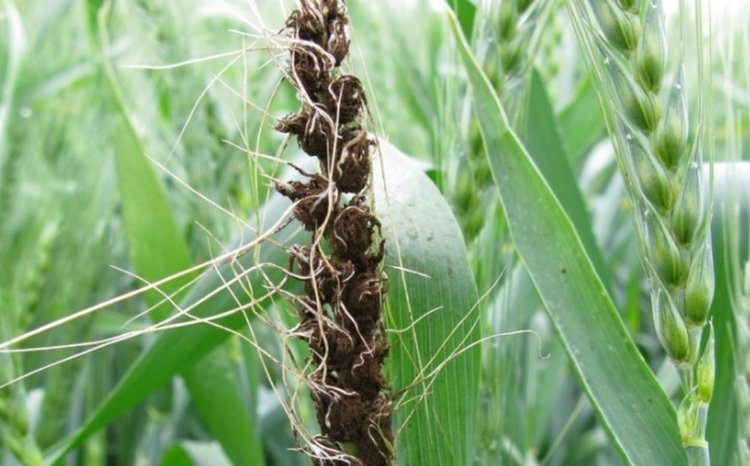    Чек-лист по симптомам 4 опасных колосовых инфекций на посевах яровых зерновых в августе