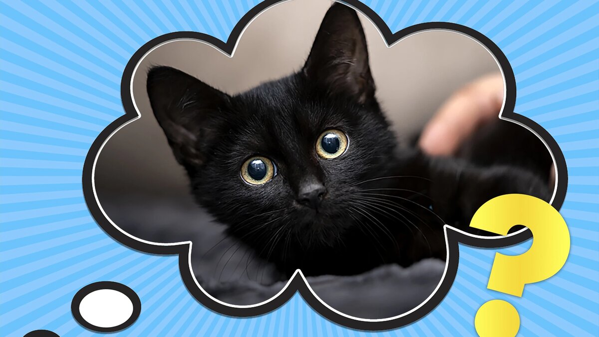 Почему черная кошка плохая примета?