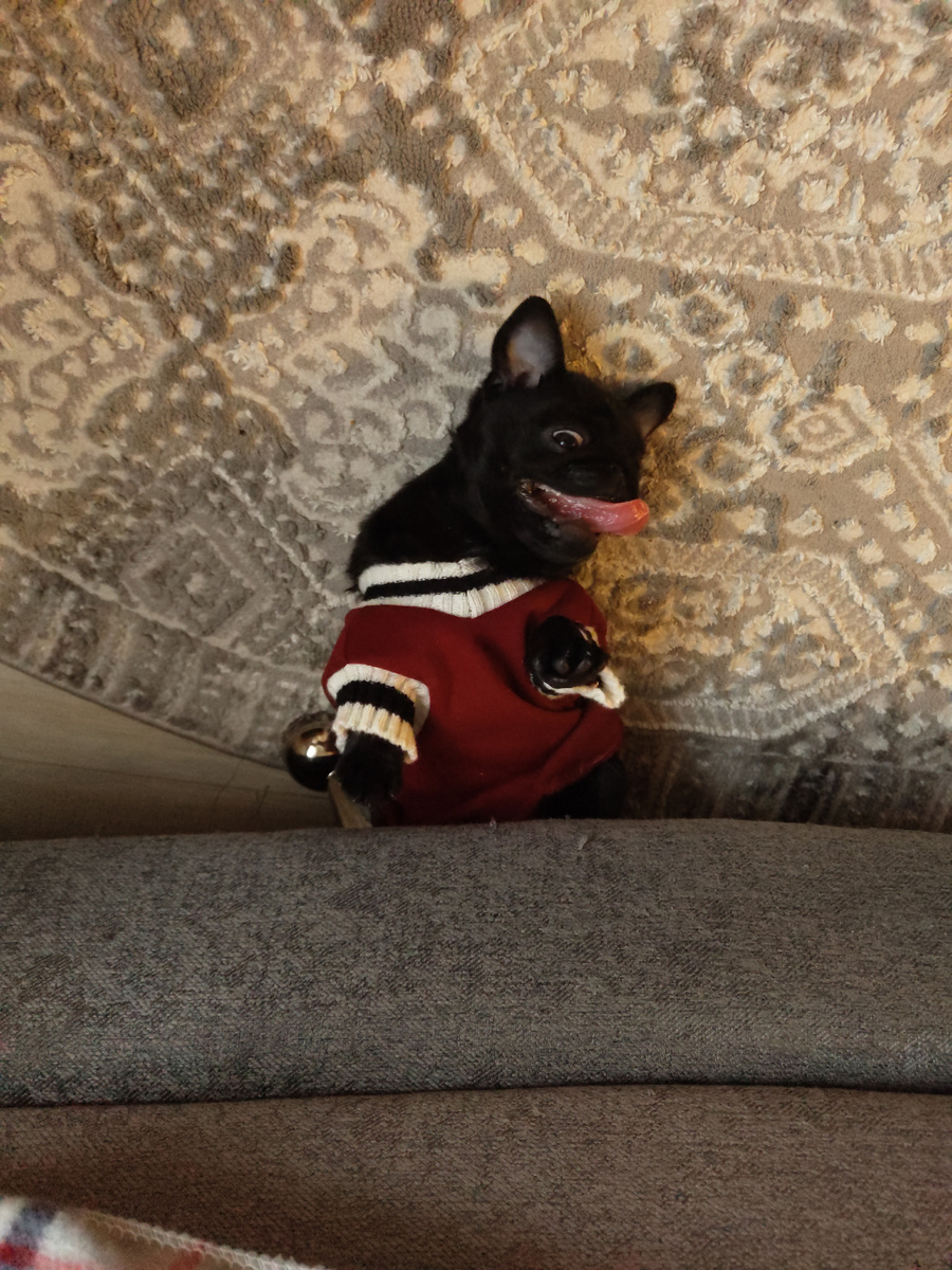 Мой миниМопс