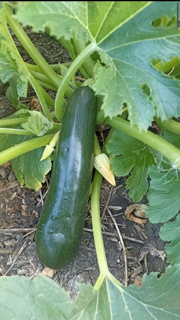 Кабачки (цукини) со своего огорода