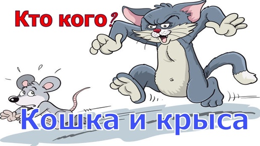 Кошка и крыса. Кто кого?