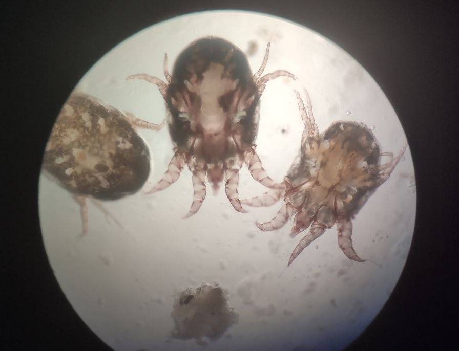 Клещи рода Otodectes, возбудители ушной чесотки, под микроскопом