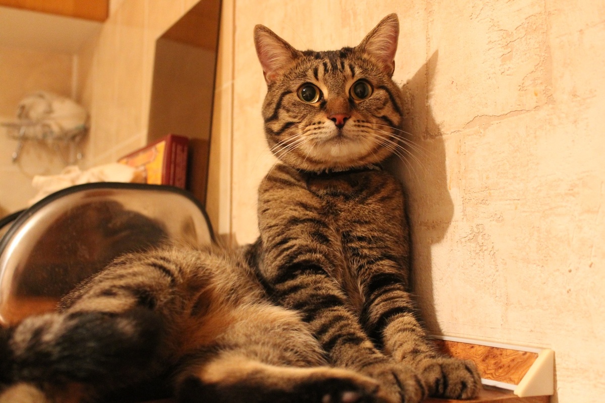 Шерхан помогает высчитать свой вес)))