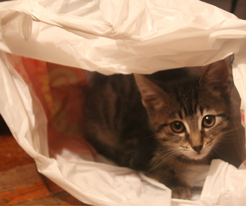 В пакете как в норке, но и взвесить котика можно)))