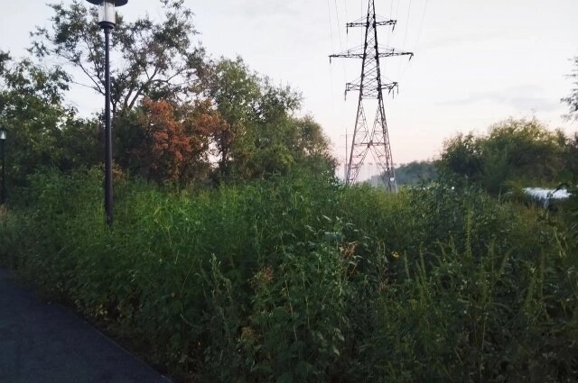    Трава в парке "вымахала" в рост человека Фото: АиФ в Оренбурге/ Дьюша Мителкин