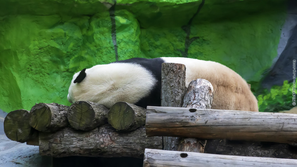 2. Спящий Жуи (самец большой панды) © NickFW.ru — 12.09.2023г.