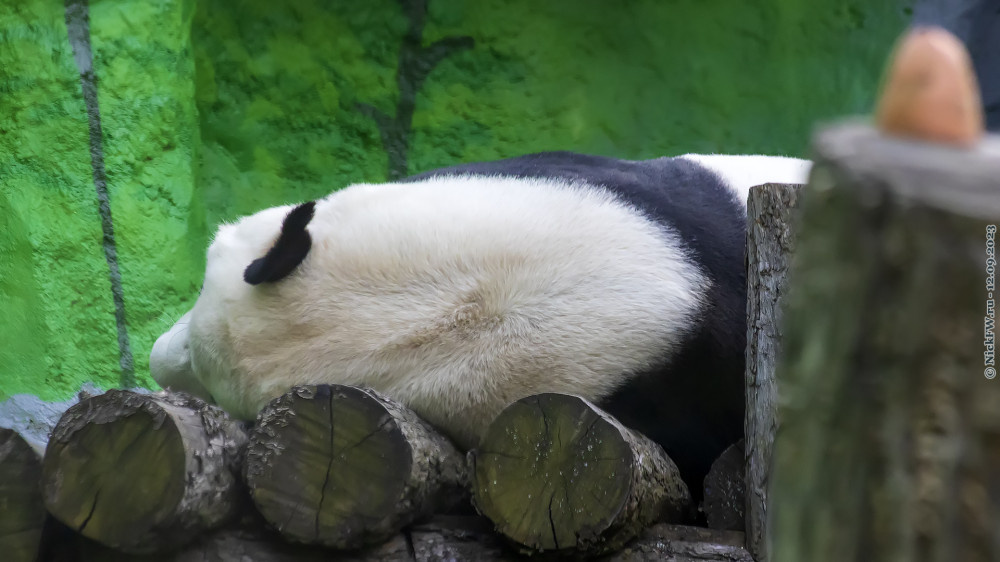 1. Спящий Жуи (самец большой панды) © NickFW.ru — 12.09.2023г.