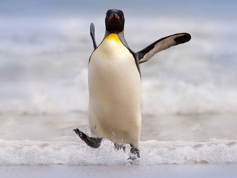    Доля Linux-компьютеров за полгода выросла более чем на 10%
