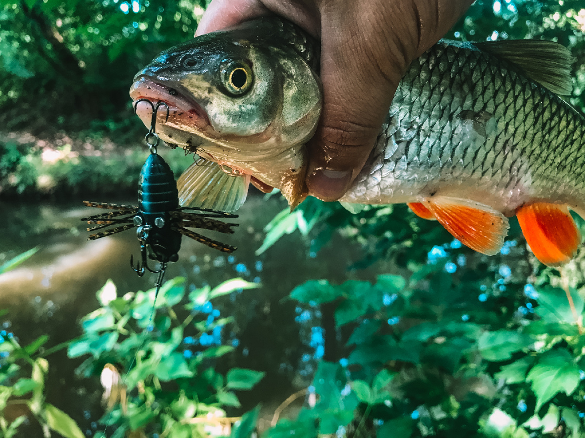 Tiemco Tiny Cicada Bass Tune 