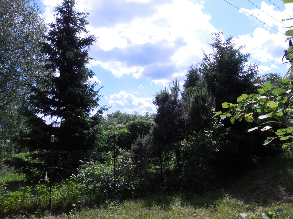 Вид с нашего участка на соседний, через пожарный проезд