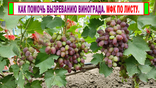 🍇Эта ПРОСТАЯ ПОДКОРМКА по листу поможет ВЫЗРЕВАНИЮ ВИНОГРАДА! Как применять МФК на взрослых кустах?