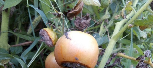 вершинная гниль на примере томатов, фото из интернета. 