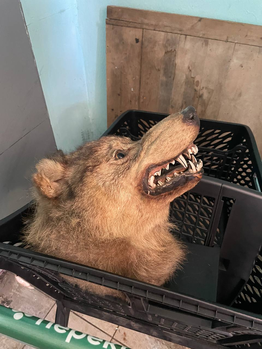 Волк, медведь или собака?