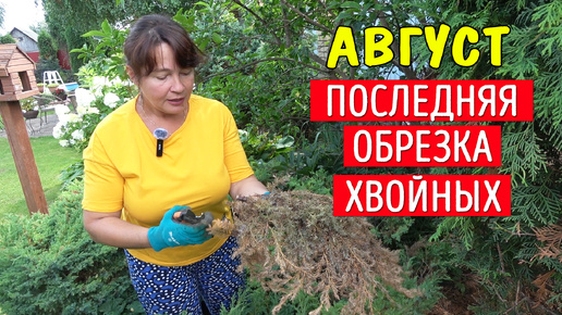 Обрезка хвойных в августе! Что надо знать? И зачем обрезать?