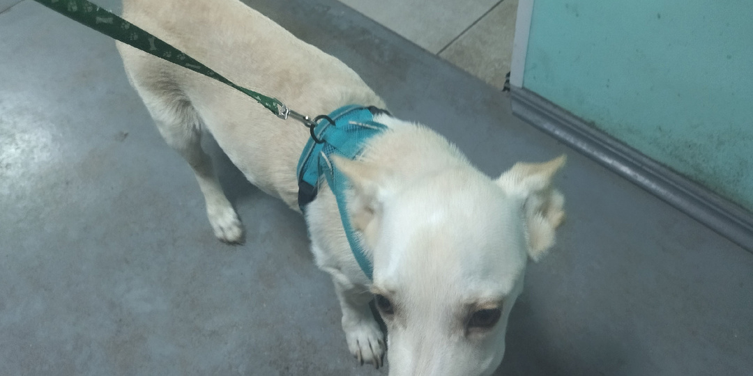 "Возьмите таксу, иначе усыплю" – как покупатель в зоомагазине шантажировал нас собакой