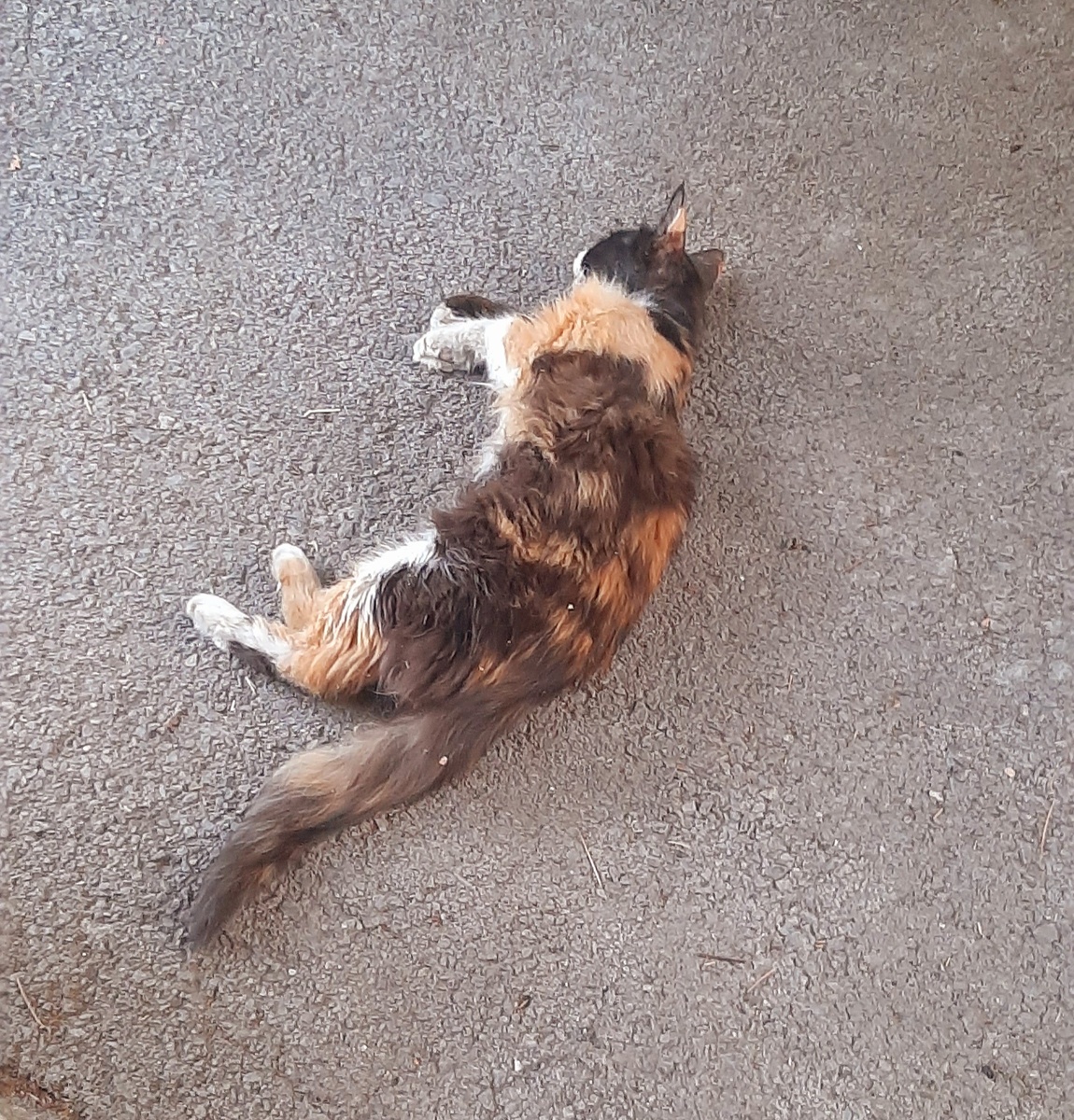 Нашла еле живую во дворе 