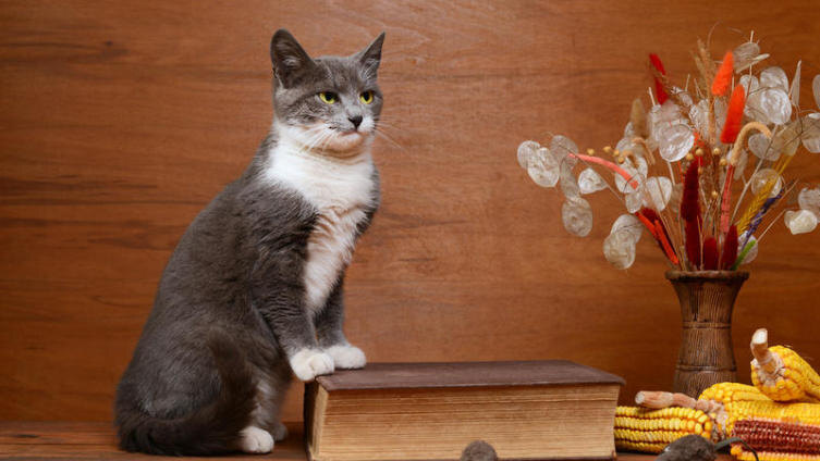    Чем не стоит угощать кошку? 10 опасных продуктов с нашего стола Фото: dragi52, по лицензии shutterstock.com