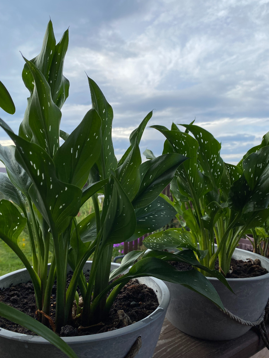 Каллы в контейнерах, фото автора