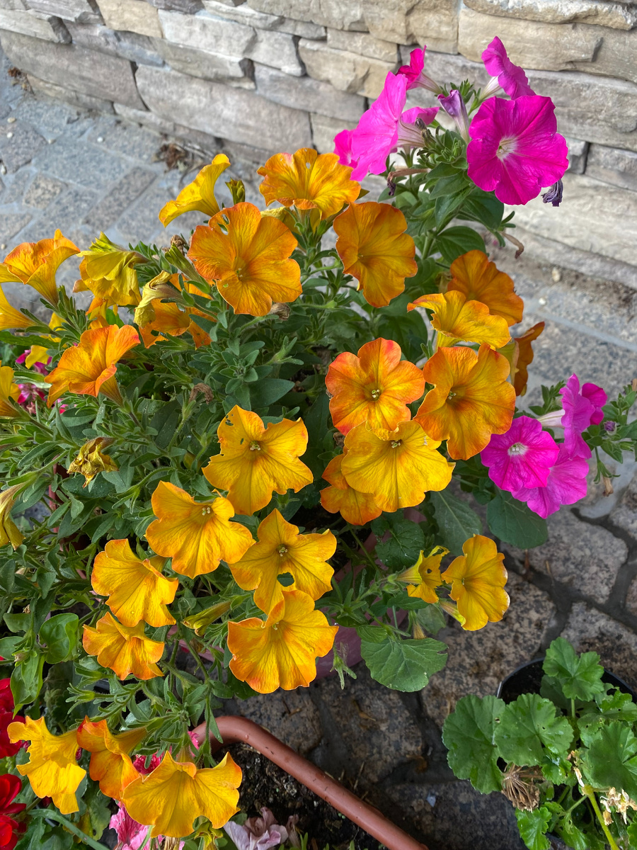 Петунии - розовая петуния это самосев от цветов, которые в прошлом году выращивала из семян, фото автора