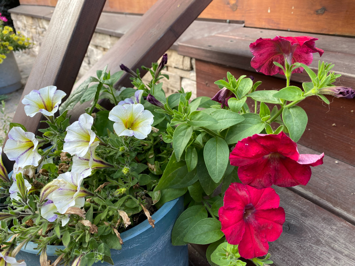 Петунии - розовая петуния это самосев от цветов, которые в прошлом году выращивала из семян, фото автора