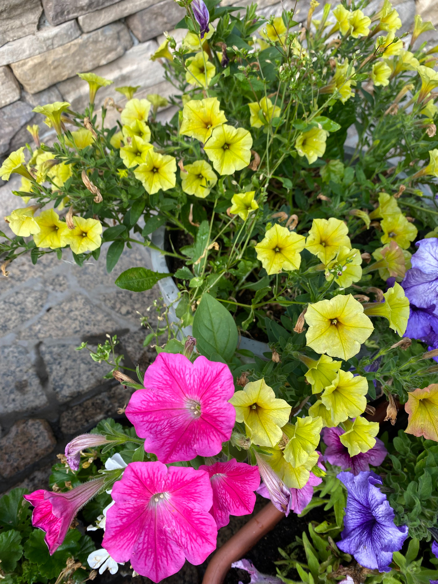 Петунии - розовая петуния это самосев от цветов, которые в прошлом году выращивала из семян, фото автора