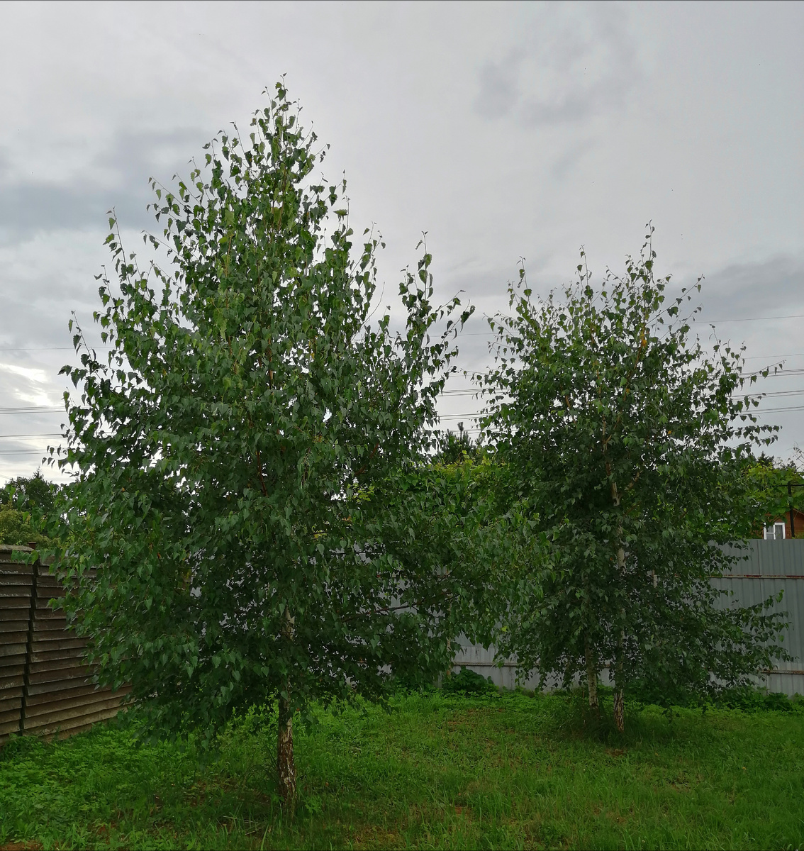 Берёзы в углу нашего участка 