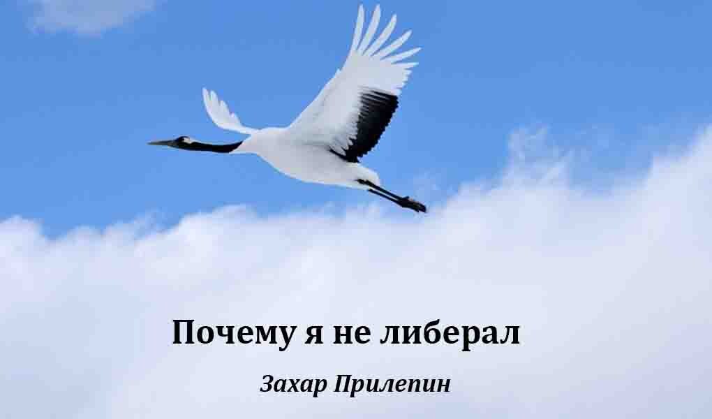 Журавль в небе. Белый журавль. Полет журавлей. Журавль в небе. В небе летает журавль.